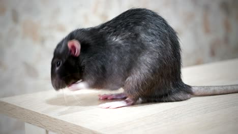 rata gris lavando de cerca