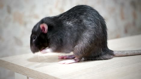 gray rat washing close-up