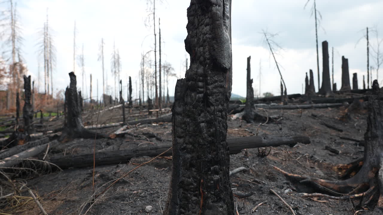 Close Up of Charred Tree in Forest After Wildfire, Devastating Landscape After Natural Disaster