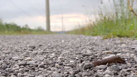 a black, brown slug creeps from the left side to the right and exits the frame, very fast, time lapse