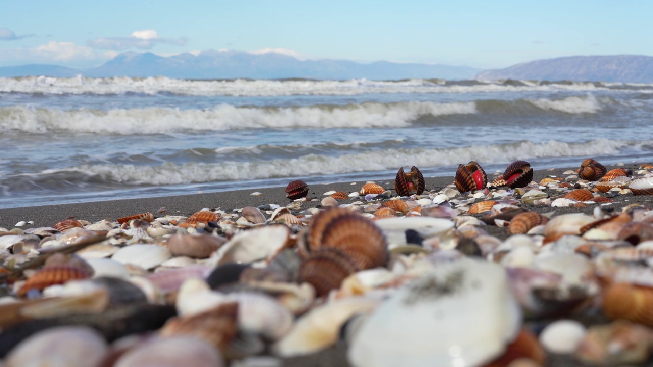 Natural Coastal Scene of Adriatic Sea Marine Life with Scattered Shells on Wild Sandy Shore