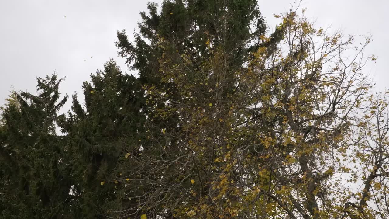 Yellow leaves fall from the trees