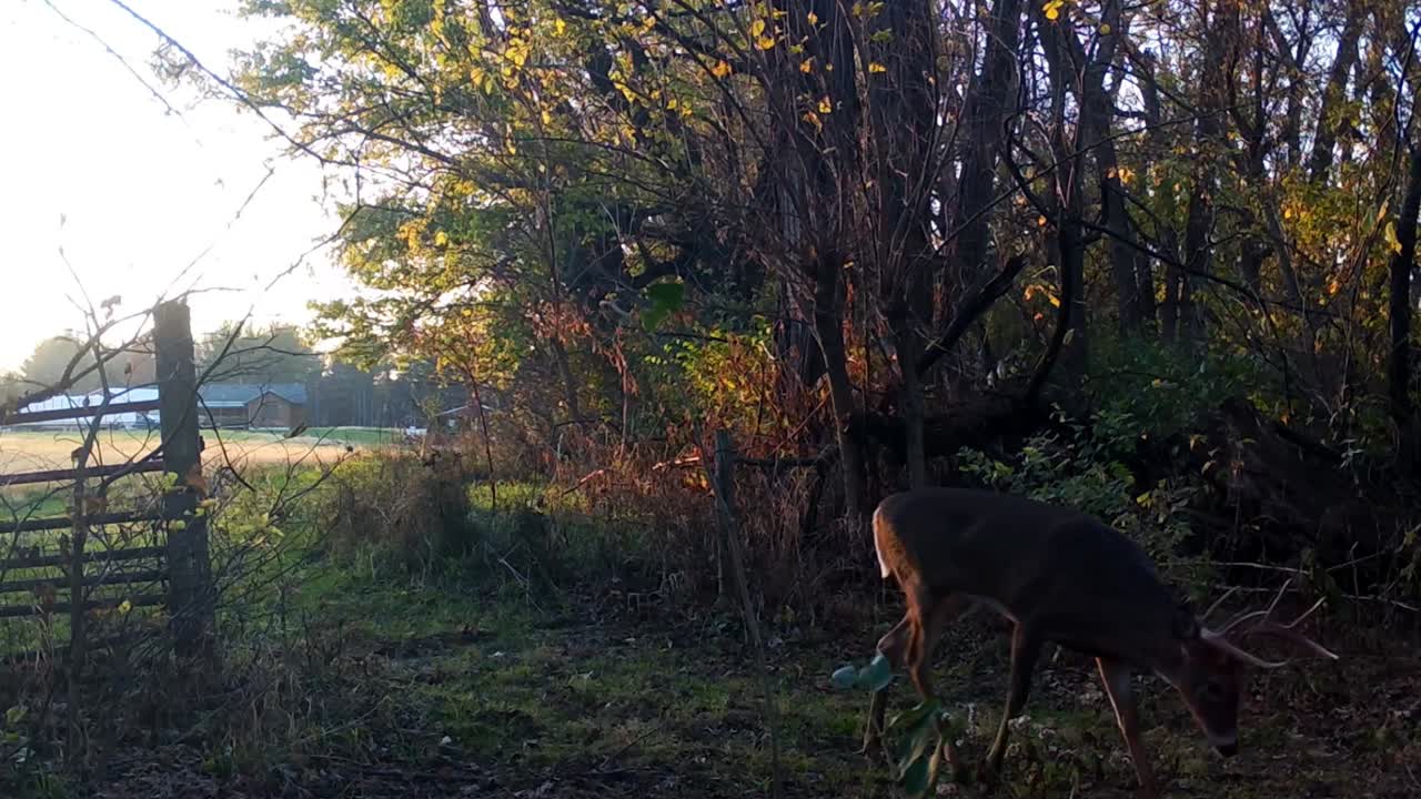Un cervo dalla coda bianca maschio cammina attraverso un cancello al bordo di un campo raccolto verso i boschi del Midwest in autunno; concetti di gestione della selvaggina, fauna selvatica e caccia.