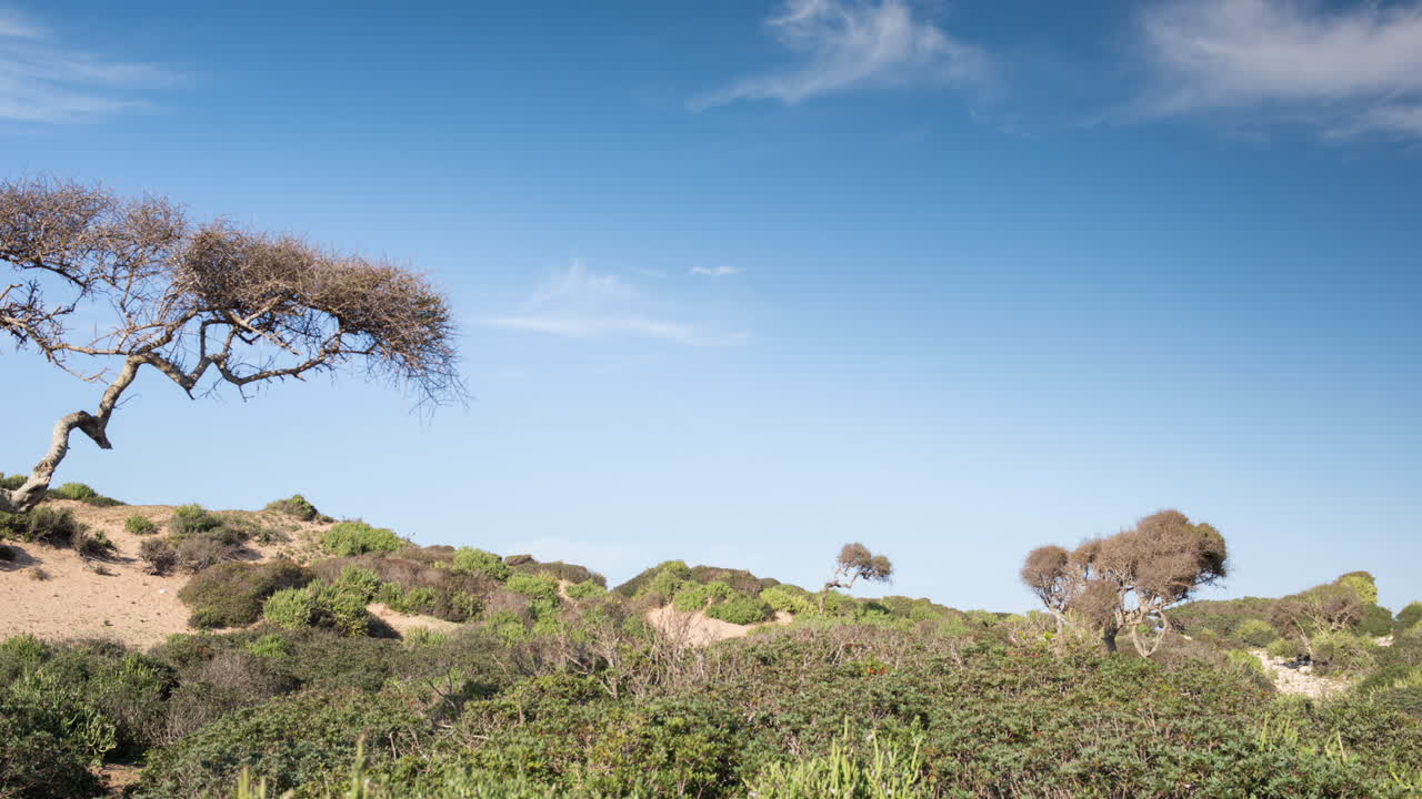 유능한 해변 나무 01