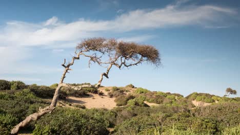 Able Beach Tree 01