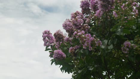 Pink-flowers-bloom-on-a-tree-in-a-burst-of-color,-nature's-delicate-artwork-in-full-blossom