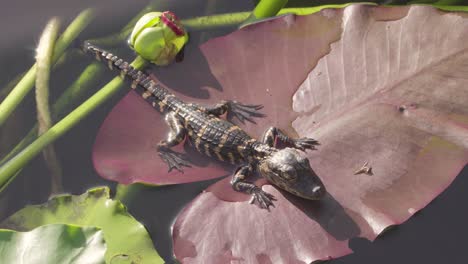 baby alligator resting and sunbathing on lily pad