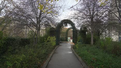 Lindo-Perro-Corre-En-El-Parque-Coulee-Verte-Rene-dumont-A-Principios-De-La-Mañana-De-Otoño