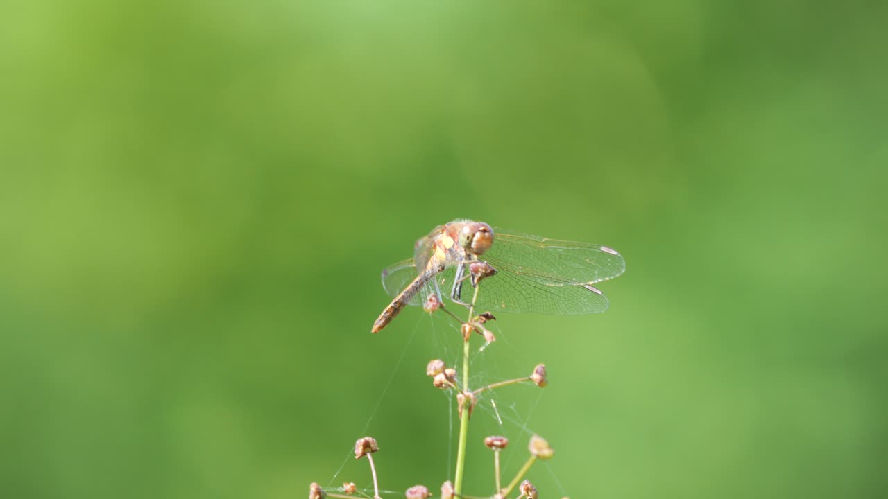 Dragonfly Sitting on a Flower at a Natural Pool