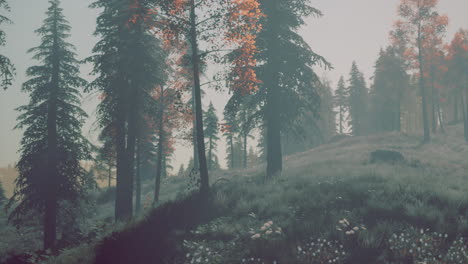 Evergreen-fir-trees-with-cones,-peaks-of-French-Alps-mountains