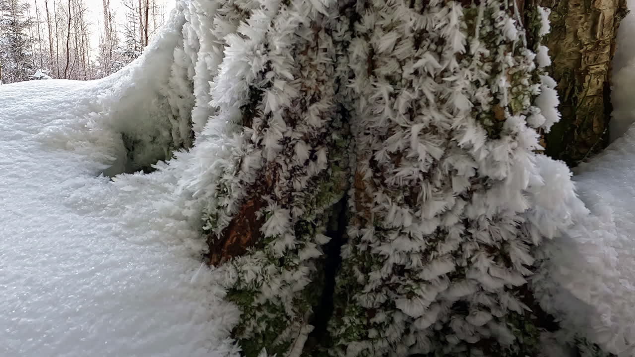 겨울 눈 덮인 숲의 나무 뒤에서 휴대용 상승 공개 샷