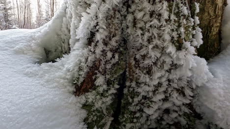 handheld rising reveal shot behind a tree of a snowy forest in winter