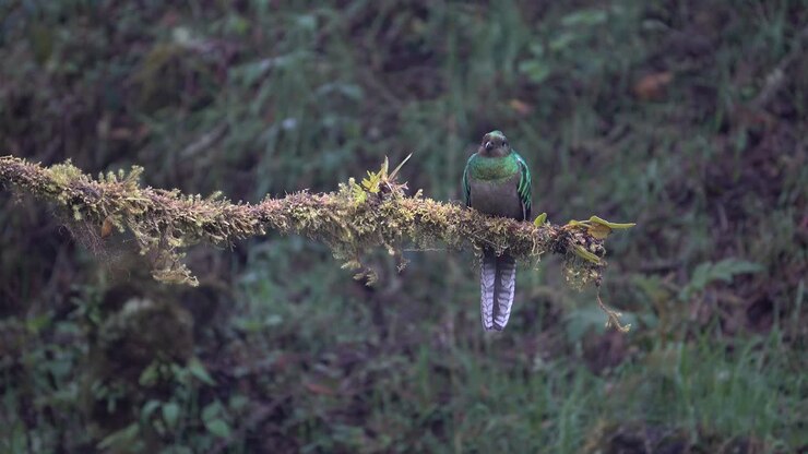 A male quetzal flies from its nest in the jungle rainforest of Costa Rica