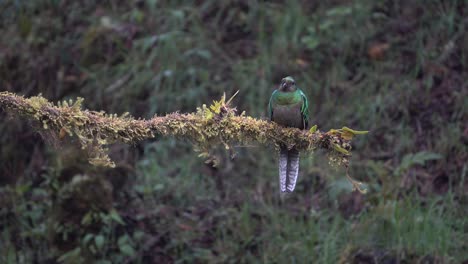 a male quetzal flies from its nest in the jungle rainforest of costa rica