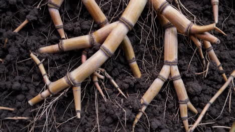 close-up of plant roots (rhizomes) in dark soil