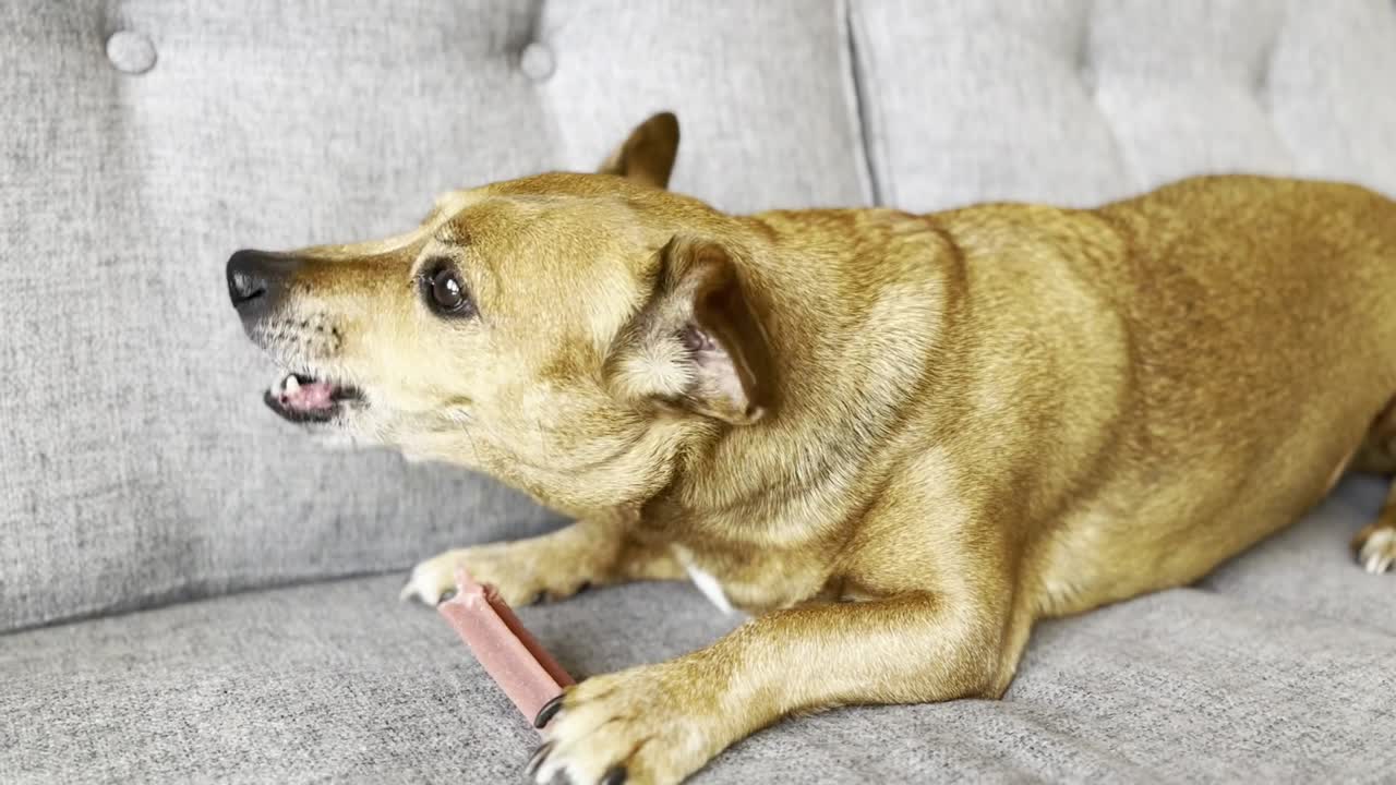 lindo perro jack russel marrón masticando ansiosamente un hueso sabroso, viejo perro de raza cruzada disfrutando de la vida