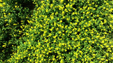 vista aérea de un vasto campo cubierto de flores amarillas en flor bajo un cielo azul claro