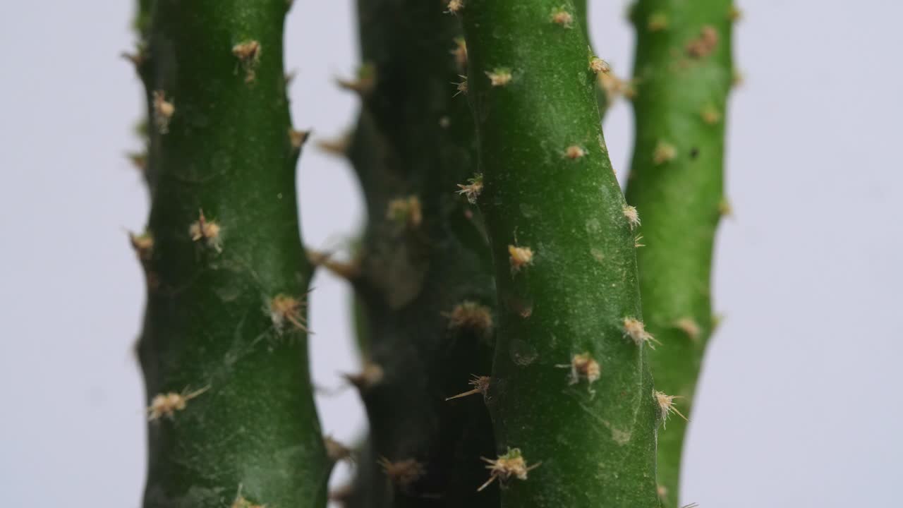Nærbillede af Opuntia Salmiana plante, der drejer rundt om sig selv på en hvid skærmbaggrund