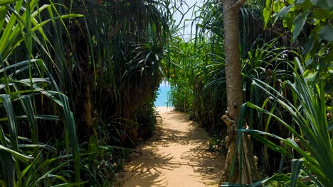 glimpse of blue ocean water via idyllic narrow beach path through green coastal plants in southern province of sri lanka