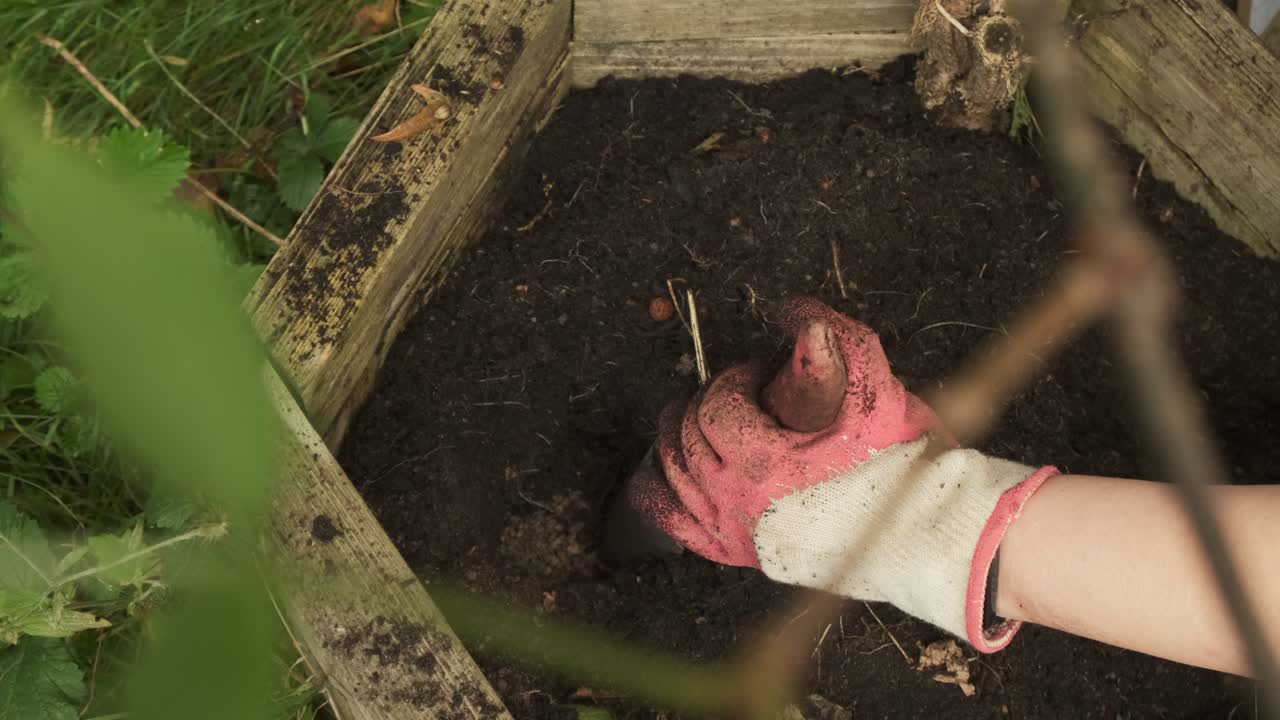 jardinero añadiendo fertilizante antes de plantar un bulbo de arriba hacia abajo ver cámara lenta 4k