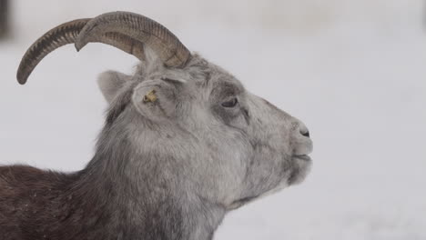 close-up profile of a grey bighorn sheep in winter