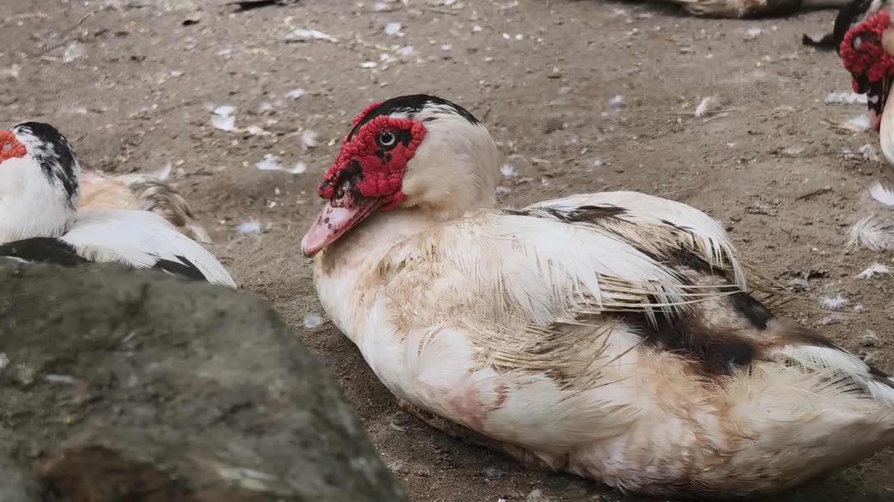 땅 위 에 고 있는 오리 들