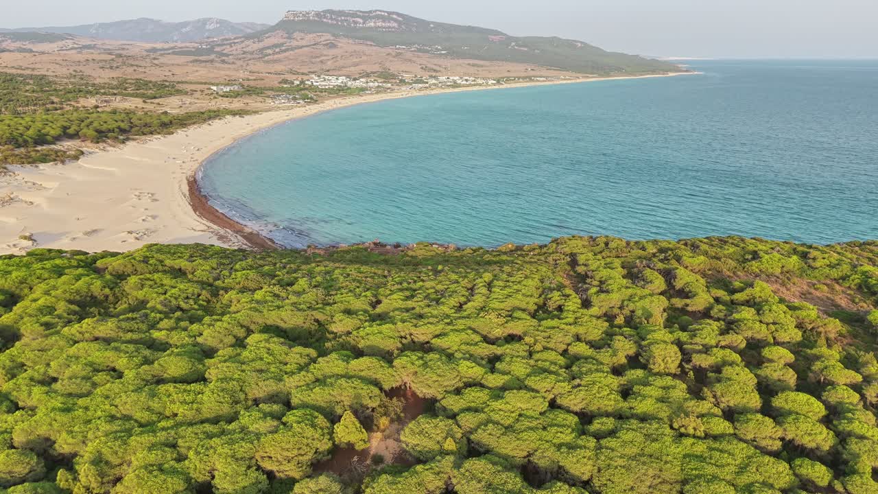 Aerial view of the pristine coastline of Bolonia, Cádiz, Spain. Lush green pine forests leading into golden sand dunes, with the turquoise waters of the Atlantic Ocean curving along the bay