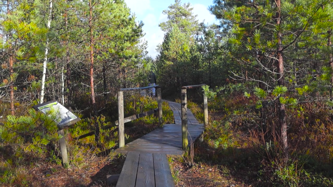 Man with white pants walks in the distance on wooden hiking trail in the middle of Pääsküla bog during morning when the sun is shining. Marsh bog trail is surrounded by small pine trees and plants.
