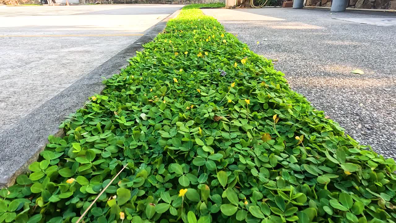 A vibrant green hedge with yellow flowers lines a concrete path in Chonburi, Thailand, under bright daylight