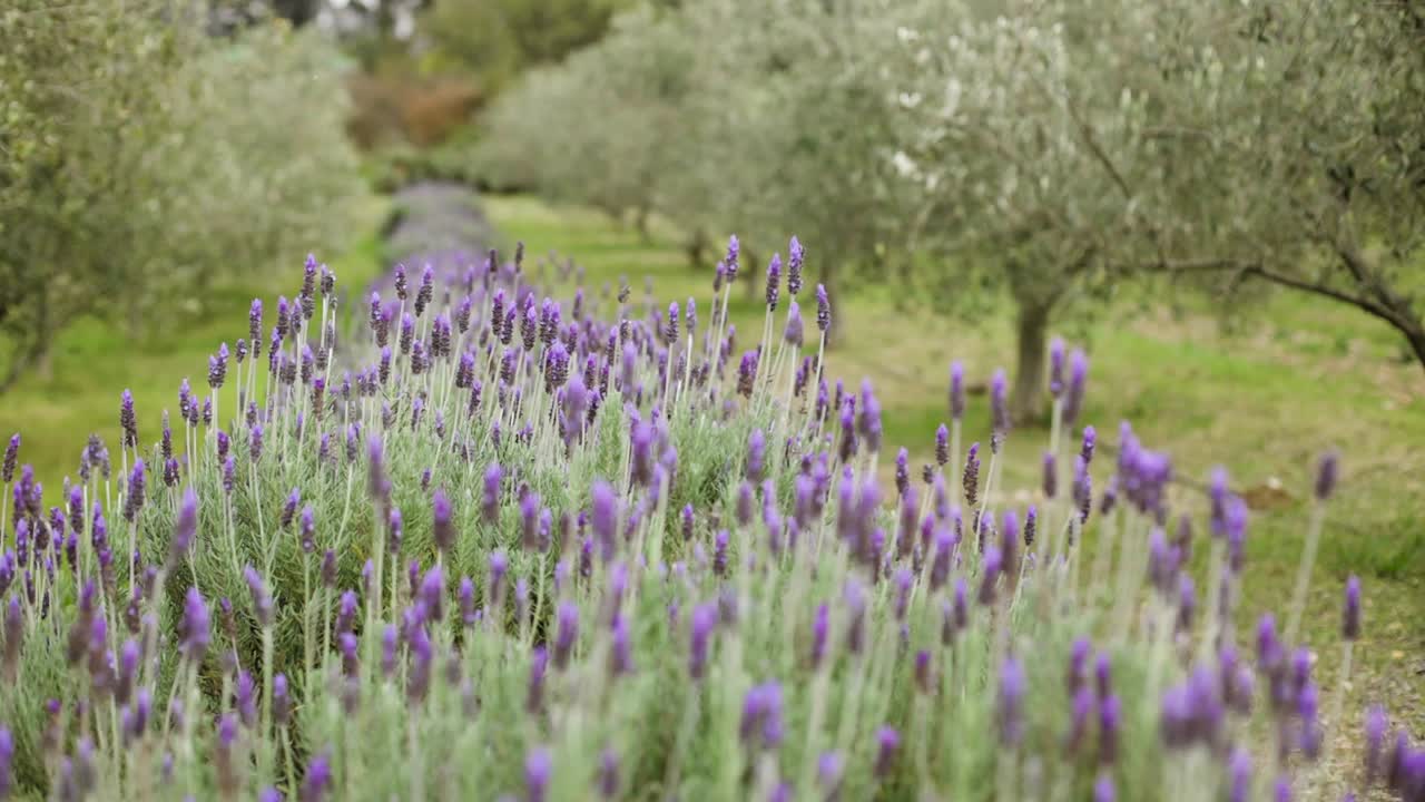 올리브 농장의 라벤더 행 바로 위를 추적하는 슬로우 모션 샷