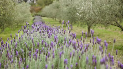 seguimiento de disparos en cámara lenta justo sobre la fila de lavanda en la granja de olivos
