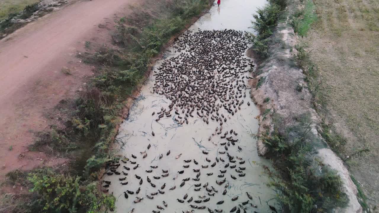 un dron sobrevuela una corriente de patos nadando en una zanja, siendo arreados por granjeros