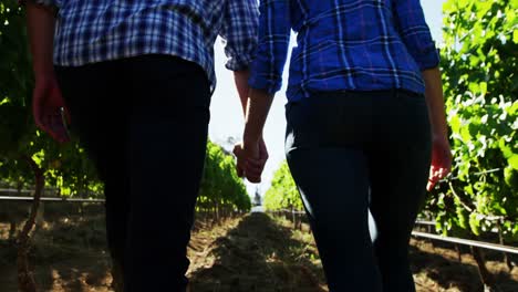 Mid-section-of-couple-walking-hand-in-hand-through-vineyard