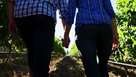 sección media de la pareja caminando de la mano a través del viñedo