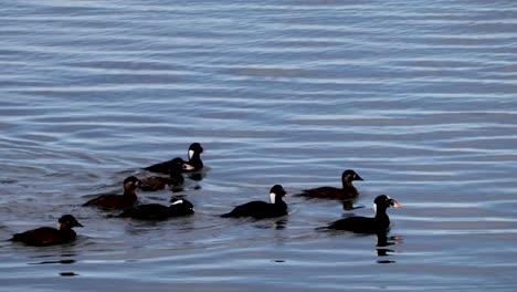 Surf-Scoter-An-Der-Küste-Von-Oregon-Schwimmen-In-Der-Bucht