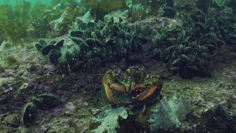 lobster walking on the sea bed looking menacing and not being afraid of the diver close by