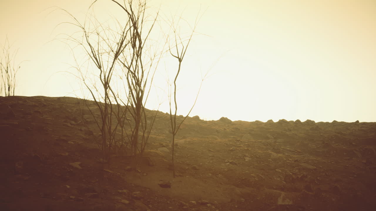 Barren landscape with sparse vegetation during sunset in a desert environment