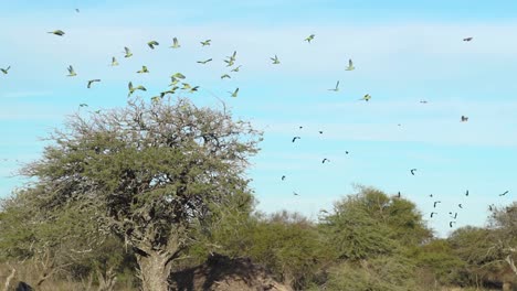 Flock-of-colorful-parrots-taking-flight-from-acacia-trees-in-slow-motion,-vibrant-against-the-blue-sky