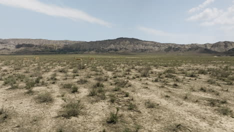 herd of goitered gazelle antelopes trotting in arid vashlovani steppe