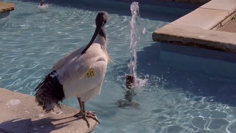 A-labeled-Australian-White-Ibis-is-sunbathing-near-a-fountain