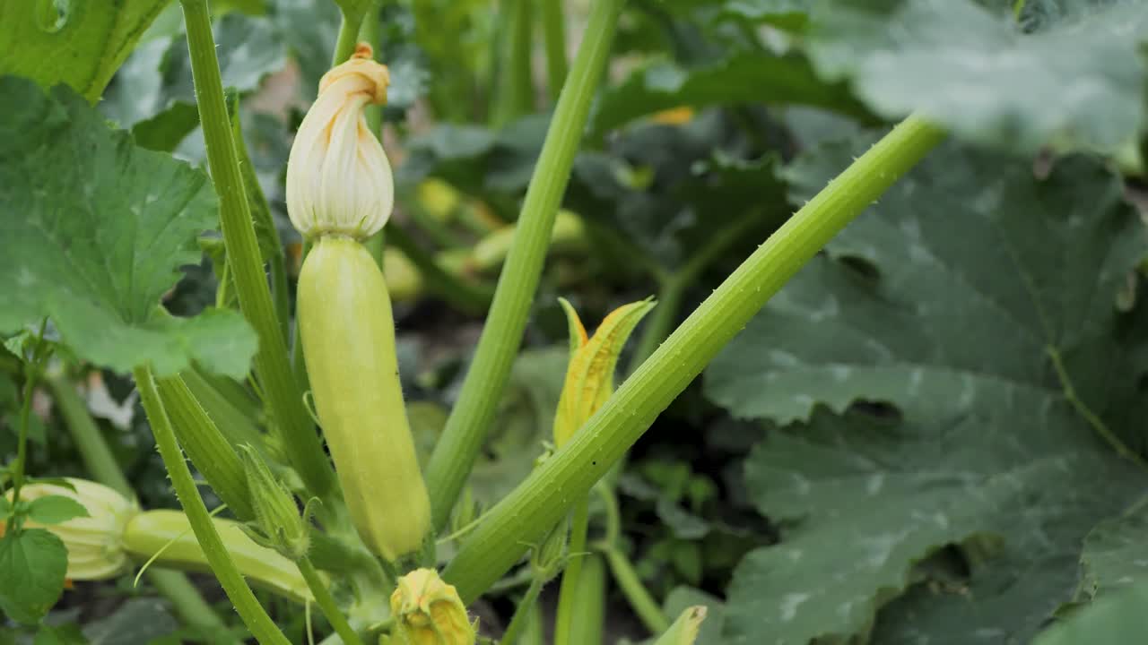 calabaza de médula en flor y crecimiento