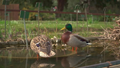 two mallards standing with their feet in the water and plucking some feathers