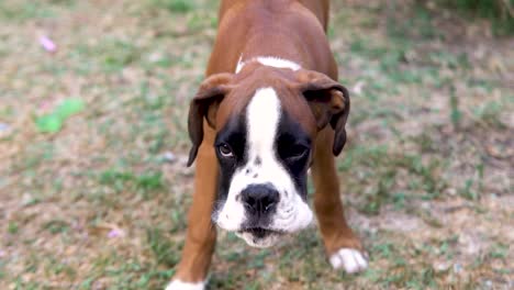 slow motion shot of a boxer puppy barking and flapping its ears