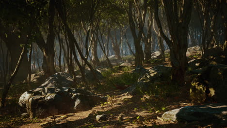 misty-morning-in-the-woods-with-rays-of-light-in-the-forest