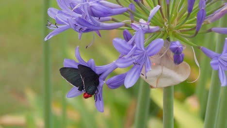 polilla roja negra bebiendo néctar de una flor de agapanto y luego volando