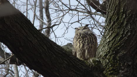 Flaco-The-Famous-Owl-Repositions-Himself-In-A-Tree-In-Central-Park,-New-York-City