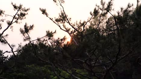 Puesta-De-Sol-Con-Las-Bengalas-Del-Sol-Asomando-A-Través-Del-árbol