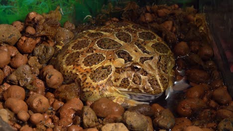 Giant Toad in a Terrarium