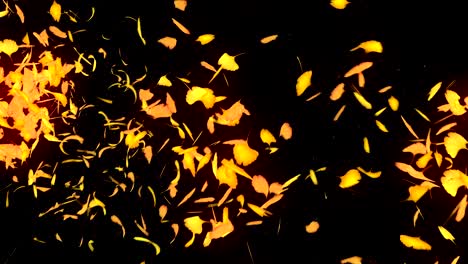 autumn leaves falling on black background, ginkgo leaf, loop glitter animation,