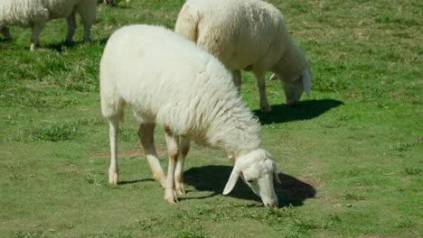 Ovejas-Sarda-Pastando-Hierba-Verde-En-Un-Campo-En-Italia